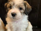2 Lhasa apso pups both male for sale