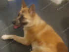 Luna 9month old akita