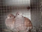 2 Pairs Doves For sale