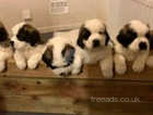 St Bernard Puppies For Sale