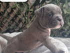 ABKC POCKET BULLYS