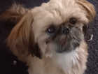Kc registered shih tzu looking for new home
