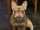 Female Frenchie in need of a loving home.