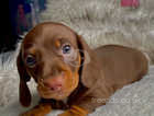 miniature Dachshund puppies for sale