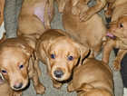 Fox red 5th generation KC Lab puppies