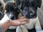 2x akita pups still looking for their forever homes