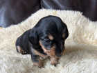 Miniature jack Russell x Miniature Dachshund pups