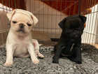 Pedigree Pugs Ready to go next week !