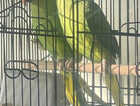 Indian ring nack parrot