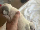 2 Female French Bulldogs for sale