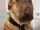 *Few puppies left* price reduced to £900  Adorable litter of 9 Dogue De Bordeauxs - Dad is KC registered.