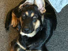 German shepherd x pup