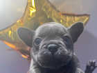 3 male puppy French bulldogs for sale