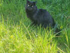 Lost kitten