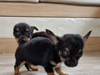 2 chihuahua puppies male