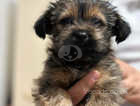 1 year old Mixed breed shorkie for sale
