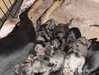 10 saluki bull greyhounds Cross old English bulldog