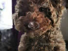 Cockapoo 5 months old haven't got mum I bought her