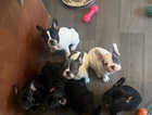 Kc reg French bulldogs ready to go now