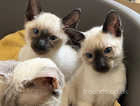 Stunning 100% pure Siamese kittens available