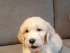 One male goldendoodle puppy ready now