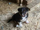 tri-colour farm collie pups looking for new homes £300 each