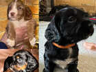 Sprocker pups. ALL PUPPIES NOW RESERVED