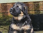 Possibly the perfect German Shepherd pups available!