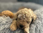 Stunning litter of tiny Maltipoo puppies F1BB