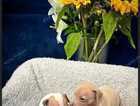 One boy Italian greyhound