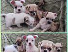 Beautiful Frug Puppies - Ready Now