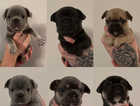 Last 2 girls French bulldog puppies (fluffy carriers)