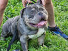 Pocket bully pups NOT BANNED BREED