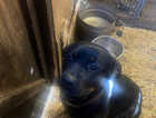 Beautiful Rottweiler puppies for sale.