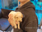 Bedlington cross lurcher puppies for sale