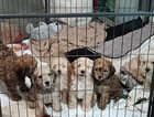 Stunning Cockapoo pups (Cockapoo x Yorkipoo) 5 sold 3 still needing forever families