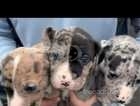 Cane corso x American bulldog puppies