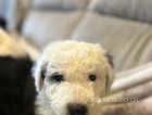 Kc Registered Old English Sheepdogs