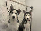 9 Month Female Siberian Huskies for Sale!