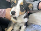 Collie pup for sale