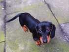 beautiful female black/tan 16wk old smoothed haired minature daschund for sale