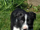 2 isds registered pedigree collie puppies