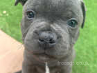 Blue Staffordshire bullterrier puppies for sale