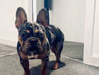 Stunning Frenchie called Merlin