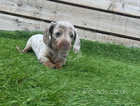 1 gorgeous miniature dachshund puppies
