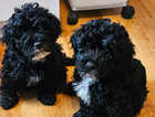 Beautiful Havapoo puppies - mixed breed