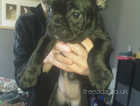Kc registered French bulldog puppies ready to leave NOW