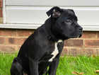 Cane corso cross staff 6 months old.