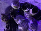 Kittens for sale