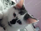 Missing white/black kitten